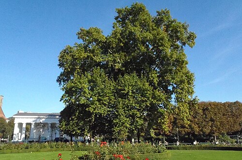 Naturdenkmal 376 2011-09-29 P9290033 Wien01 Volksgarten Platane.JPG