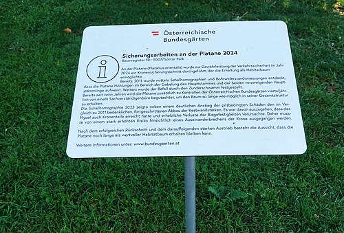 Volksgarten Platane Sicherungsarbeiten.jpg